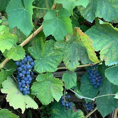 La Caccetta Appartement Procida