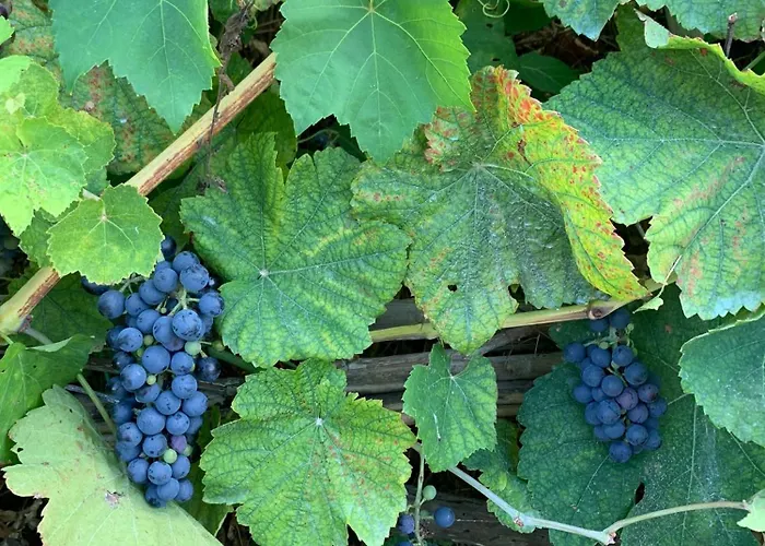 La Caccetta Apartamento Procida